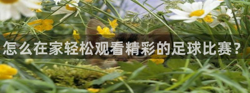 怎么在家轻松观看精彩的足球比赛？