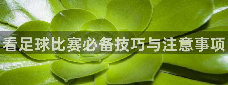  看足球比赛必备技巧与注意事项