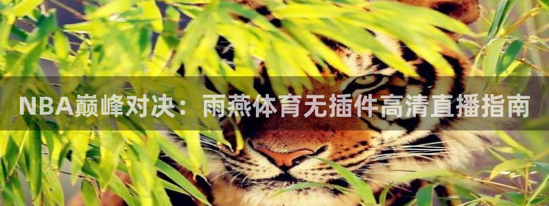 NBA巅峰对决：雨燕体育无插件高清直播指南