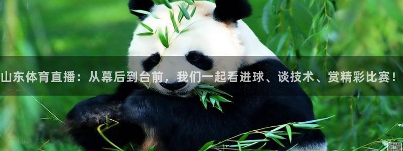 88看球app直播：山东体育直播：从幕后到台前，我们一起看进球、谈技术、赏精彩比赛！